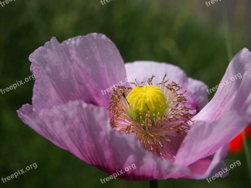 Blossom Bloom Flower Purple Nature