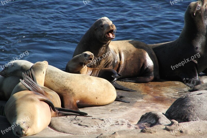 Seals Sea Lions Ocean Sea Lion