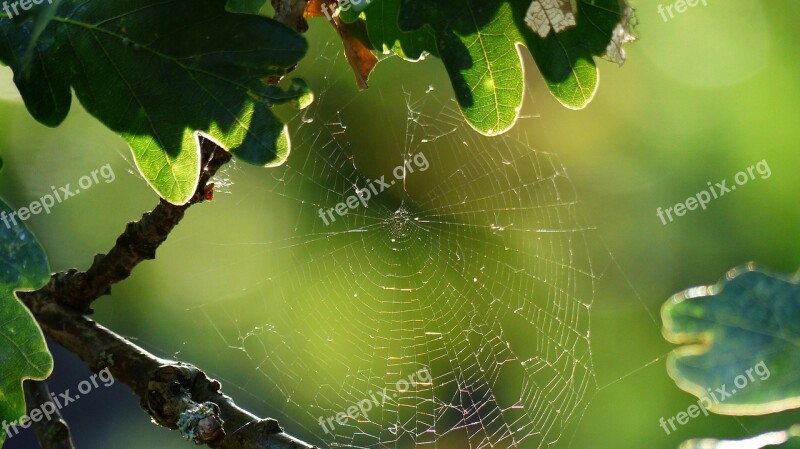 Spiderweb Rain Dew Nature Cobweb