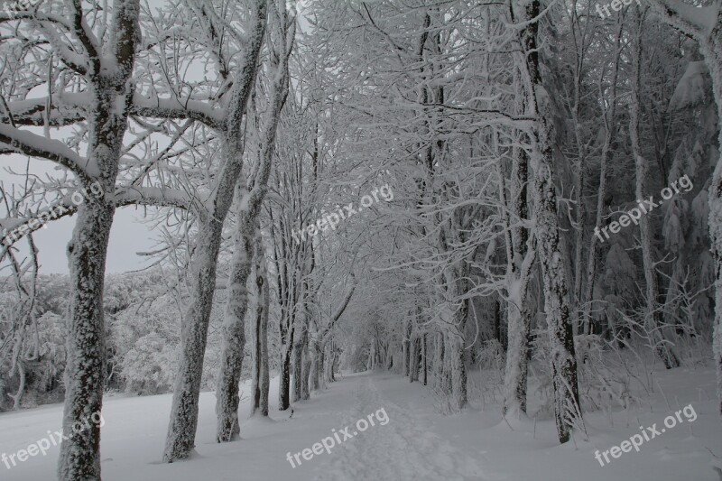 Winter Snow Winter Forest Free Photos