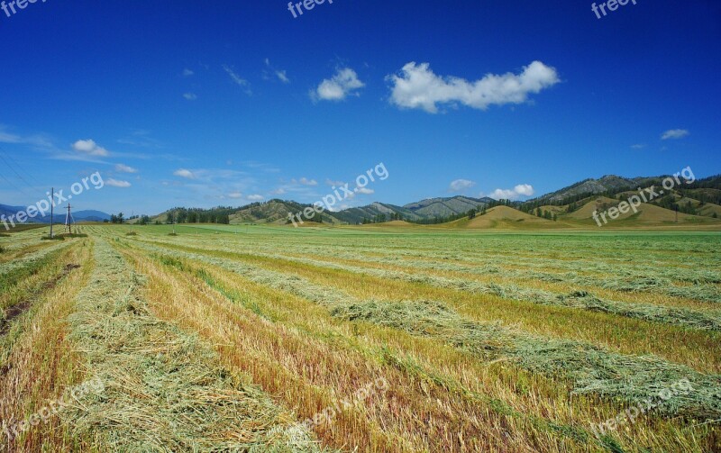 Field Mown Buckwheat Sky Blue Sky Summer