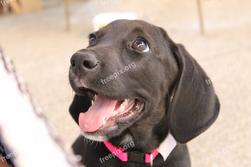 Happy Pet Puppy Black Dog Adopted