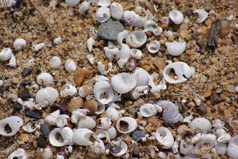 Beach Shells Sand Clam Summer