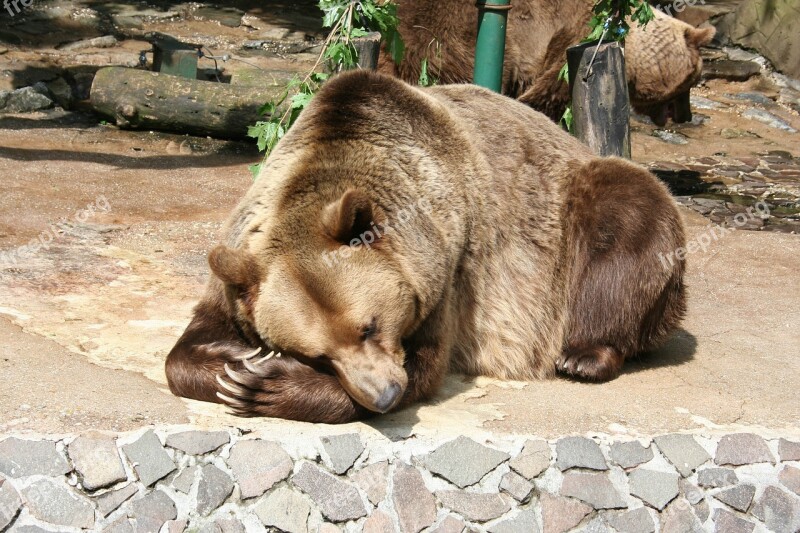 A Bear Animal The Zoo Free Photos