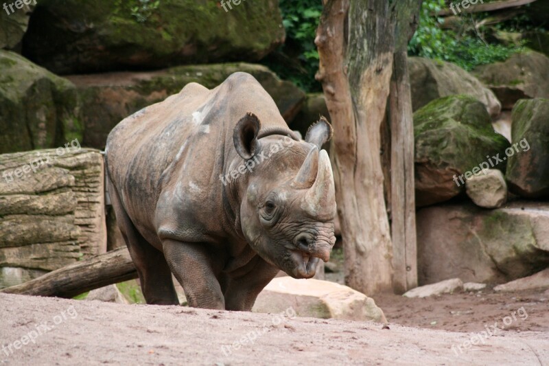 Rhino Zoo Animals Animal World Outdoor Enclosures