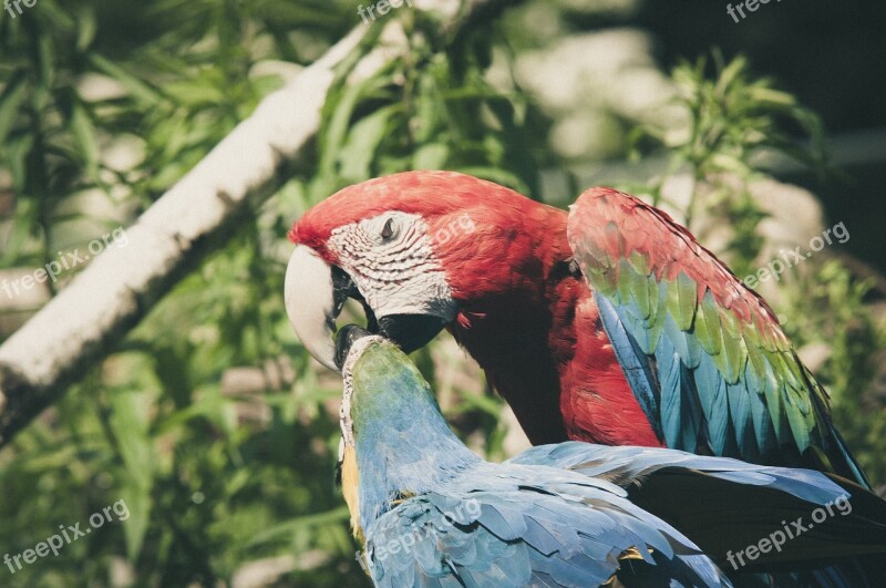 Ara Erythrocephala Ara Parrot Bird Colorful