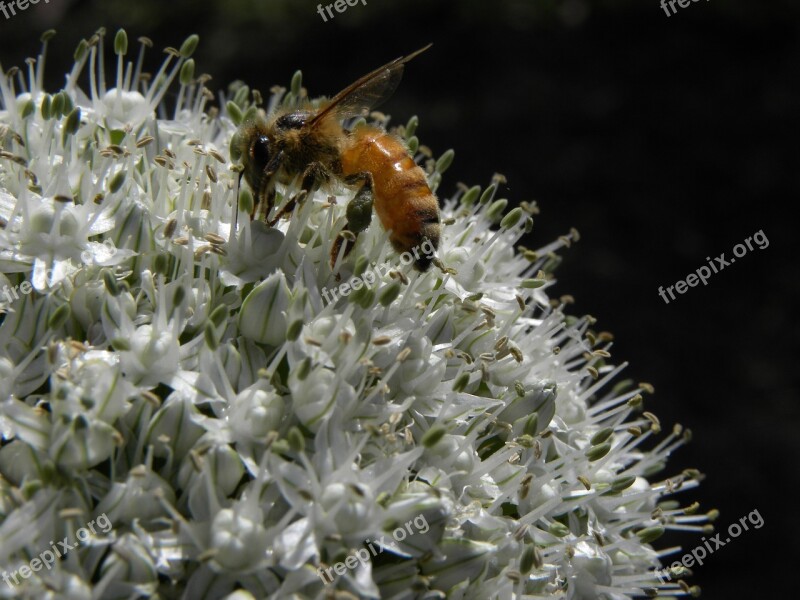 Bee Flower Allium White Wildlife