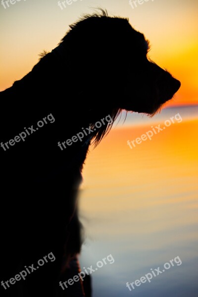 Dog Sunset Backlighting Evening Sky Sea