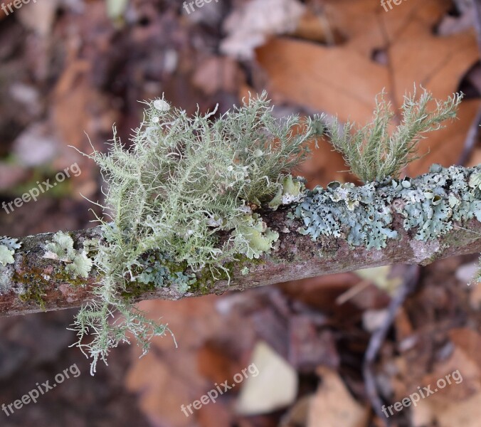 Lichens On Branch Lichen Symbiotic Cyanobacteria Fungi