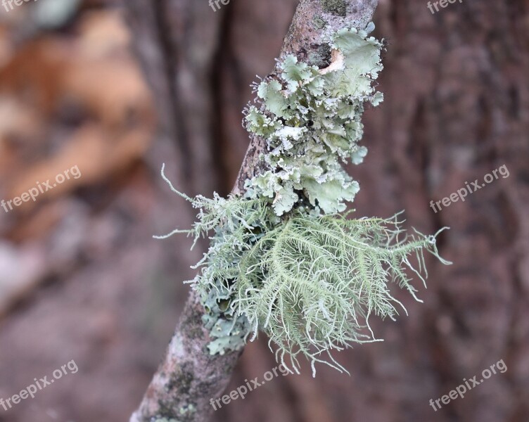 Lichens On Branch Lichen Symbiotic Cyanobacteria Fungi