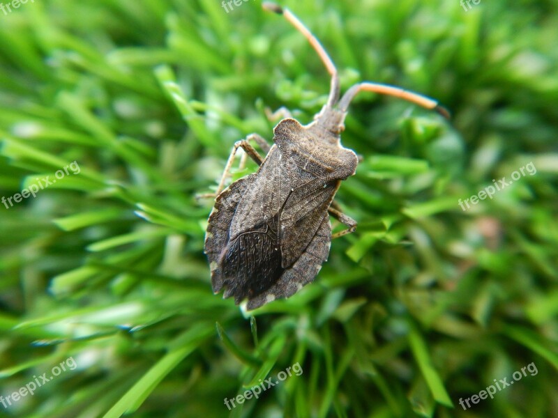 Bug Rush Green Macro Grass