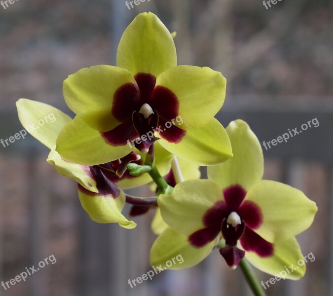 Hybrid Phalaenopsis Phalaenopsis Orchid Yellow Red