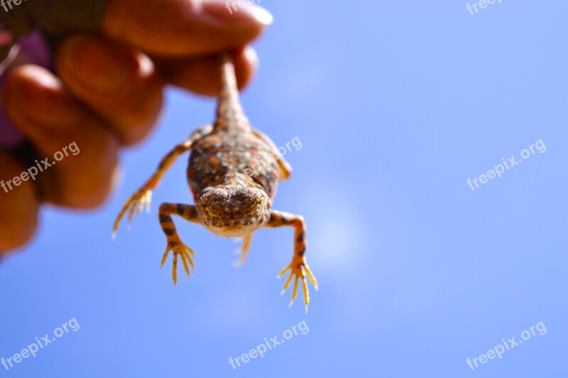 Lizard Dunhuang Sanweishan Free Photos