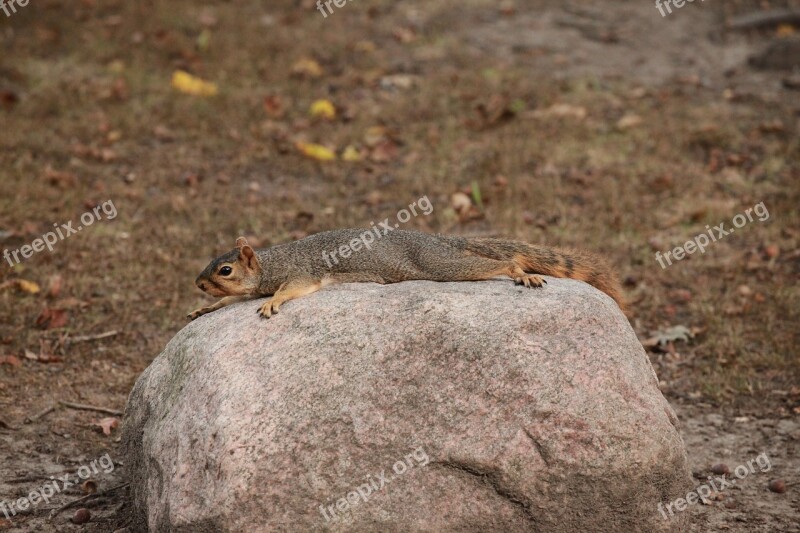 Squirrel Rock Nature Laying Down Free Photos