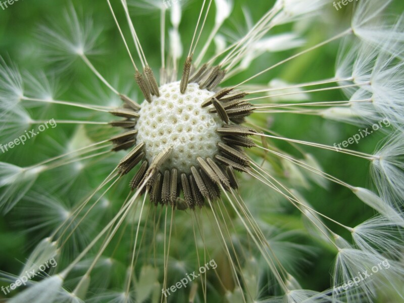 Dandelion Nature Close Up Blow Meadow