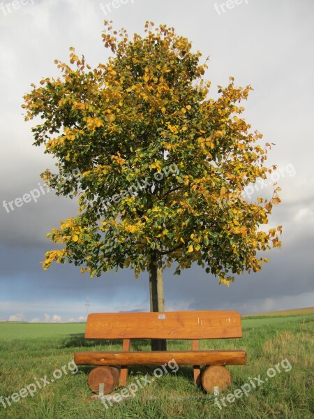 Tree Bank Resting Place Benches Nature