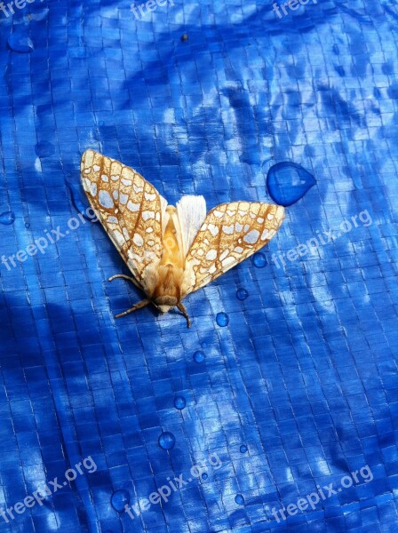 Moth Gold Yellow Insect Bug