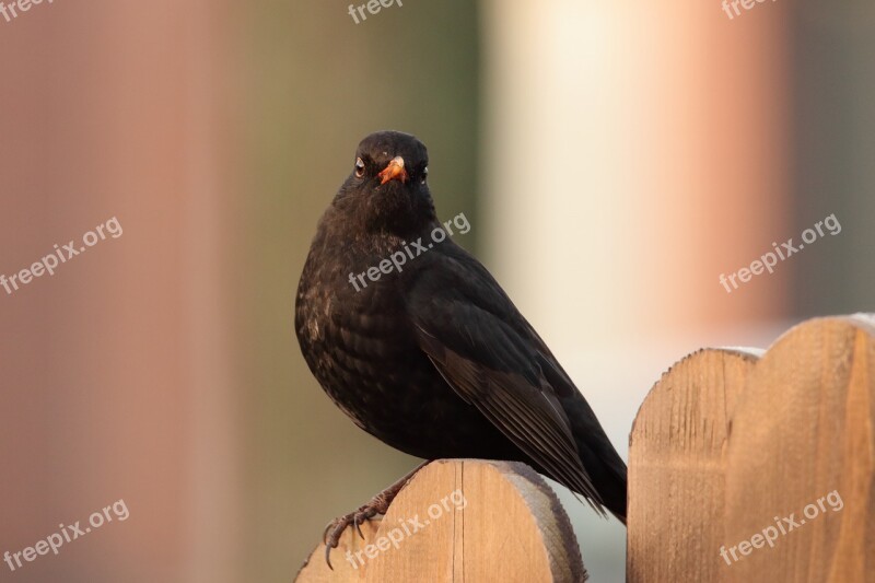 Blackbird Bird Black Songbird Blackbird Male