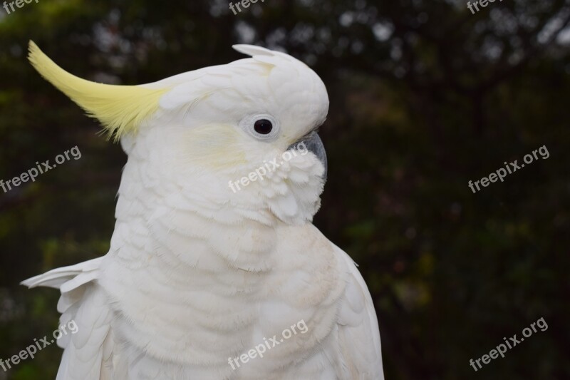 Bird Australia Cockatoo Sydney Animal