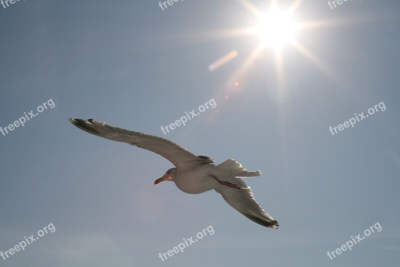 Gull Sky Sun Blue Free Photos