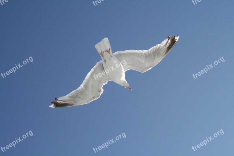 Gull Sky Blue Free Photos