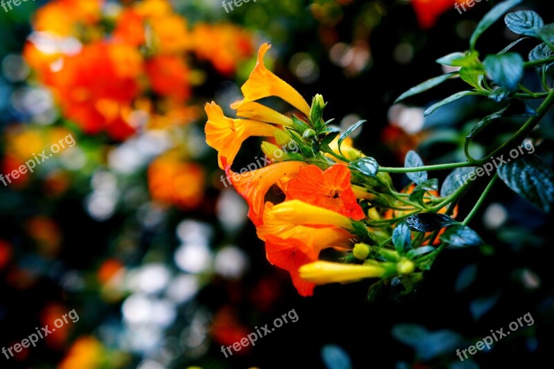 El Salvador Nature Flowers Petal Leaves