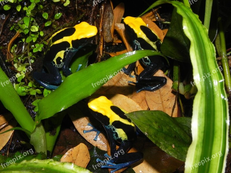 Poison Dart Frog Amphibians Yellow Skin