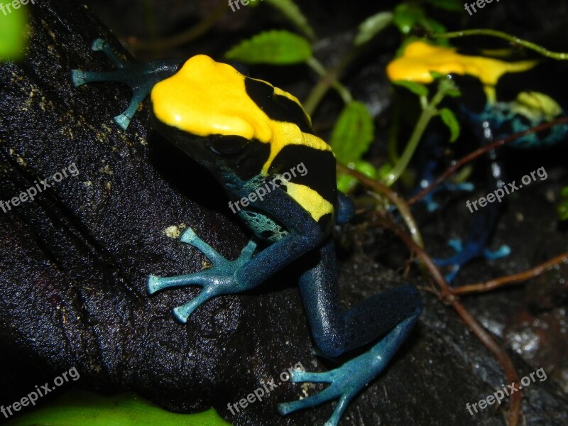 Poison Dart Frog Amphibians Yellow Skin