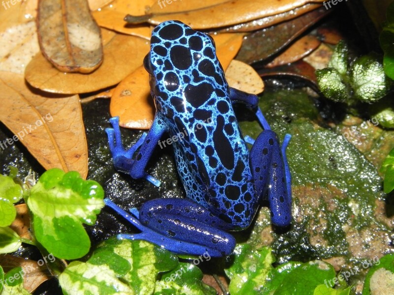 Poison Dart Frog Amphibians Blue Skin