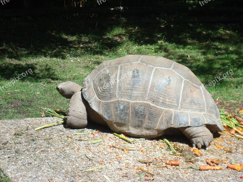 Turtle Animal Carapace Animals Giant Tortoise