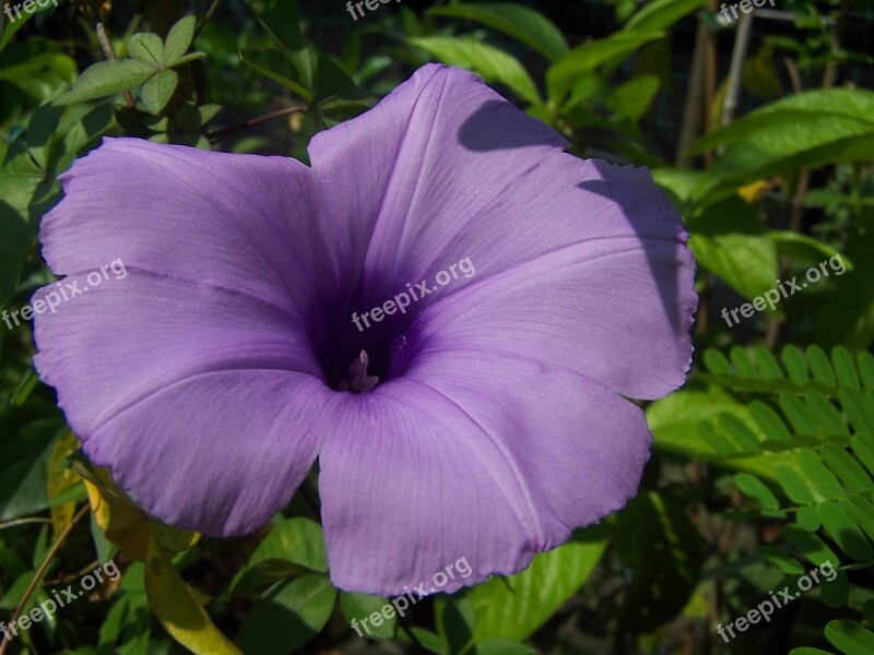 Ipomoea Cairica Flower Africa Free Photos