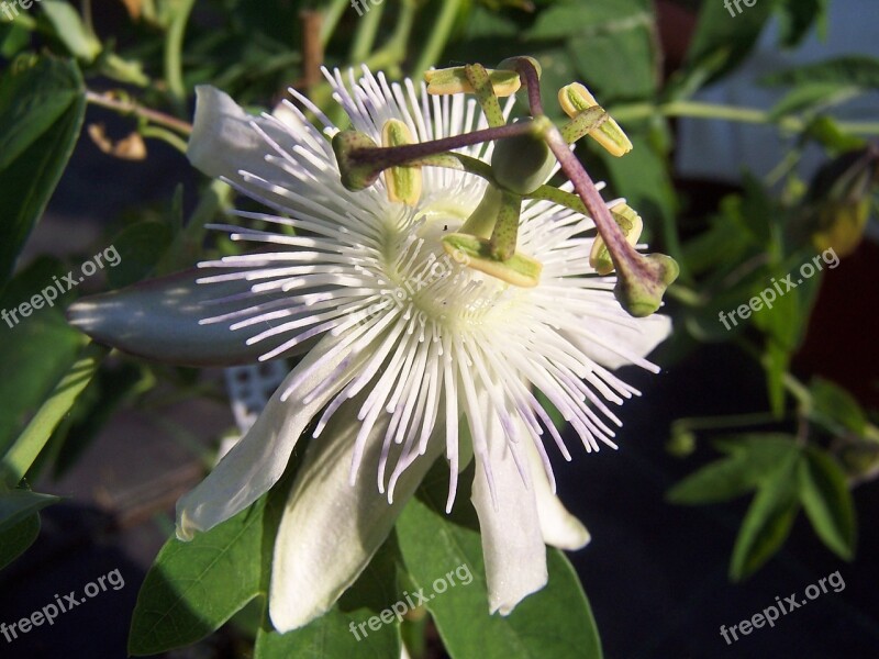 Passiflora Feels Creeper Hybrid Free Photos