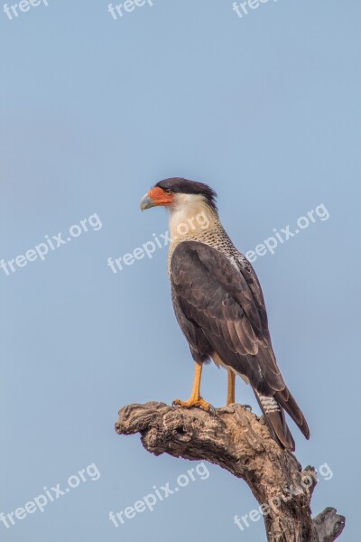 Bird Crested Caracara Mexican Eagle Caracará Animal