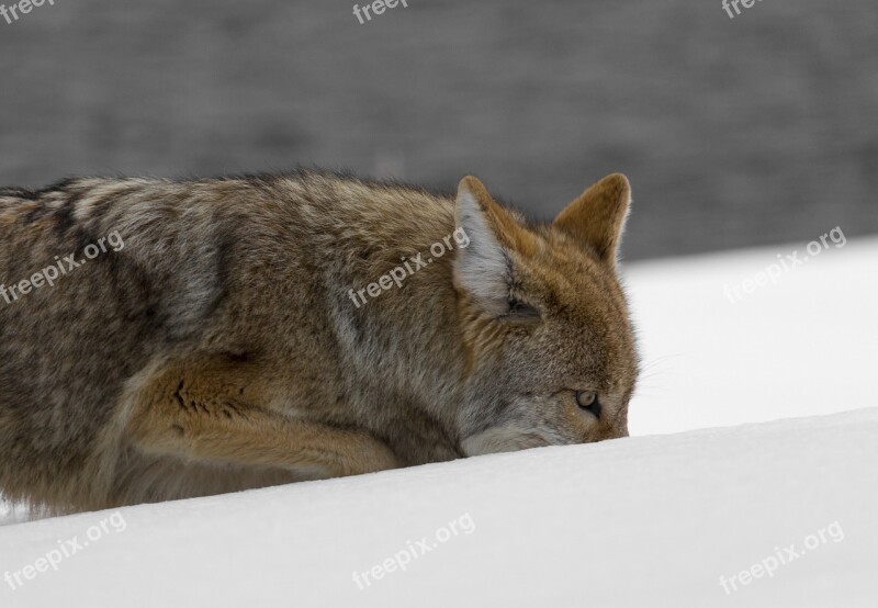 Coyote Wildlife Nature Snow Predator