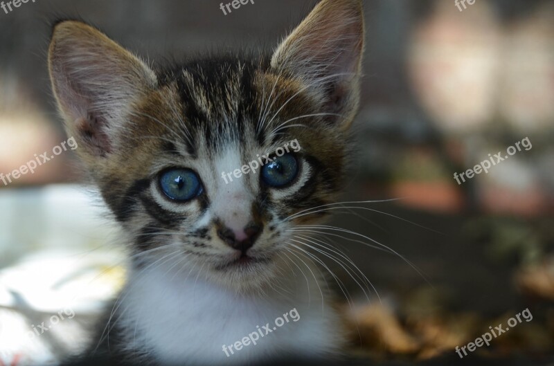 Cat Puppies Baby Animal Cute Eye