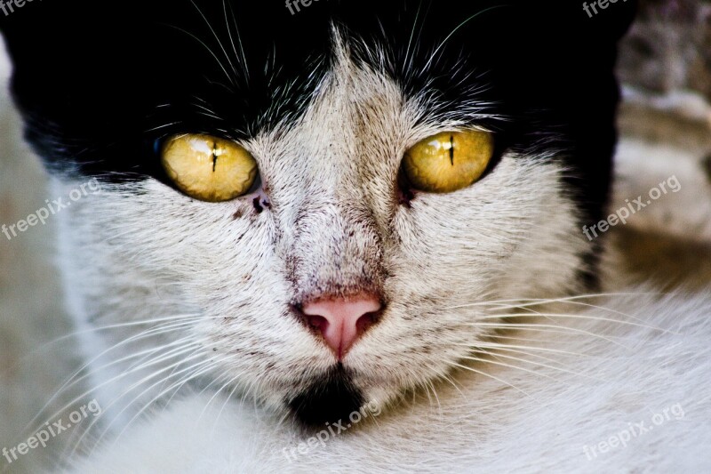 Cat Cute Animals Yellow Eyes The Homeless