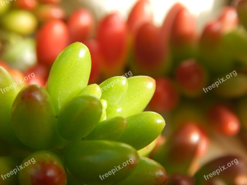 Plant Red Green Tropical Flora