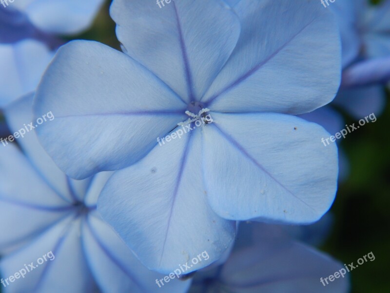 Blue Flowers Macro Blossom Bloom Close Up