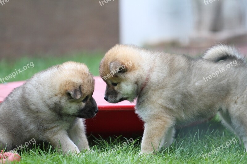 Puppies Playing Eurasians Dog Animal Pet