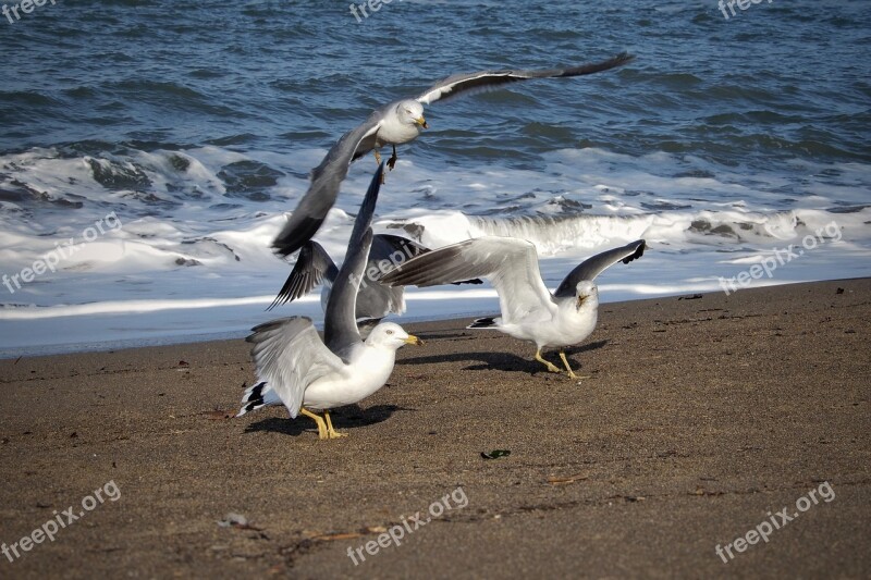 Animal Sea Beach Seagull Seabird