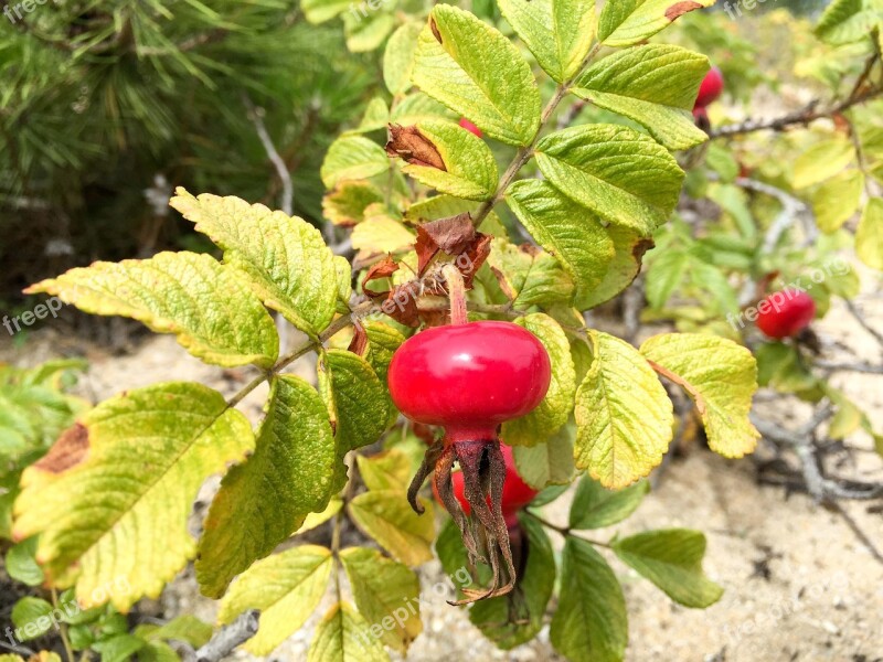 Rosehip Rosa Rugosa Fruits Rose Fruit Nature Free Photos