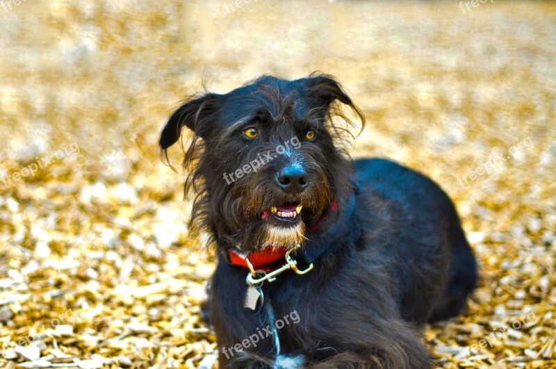 Dog Wolfhound Animal Canine Pet