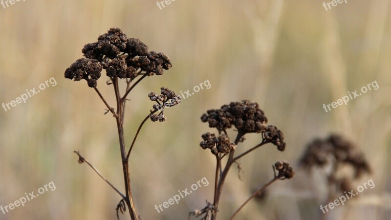 Landscape Plant Dry Winter Brown