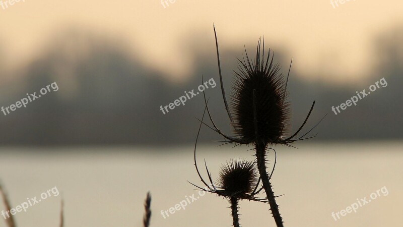 Landscape Thistle Wild Teasel Winter Light Snowfall