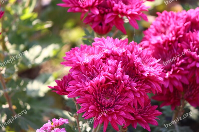 Chrysanthemums Flower Mums Macro Floriade