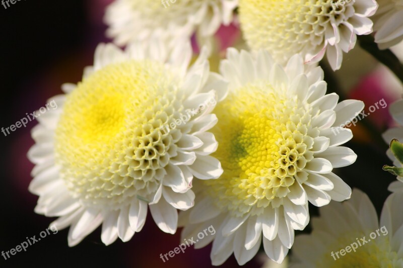 Flower Chrysanthemums Mums Macro Floriade