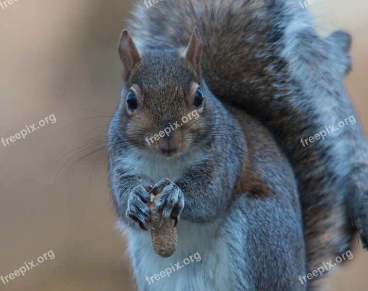 Squirrel Grey Eating Nuts Peanuts