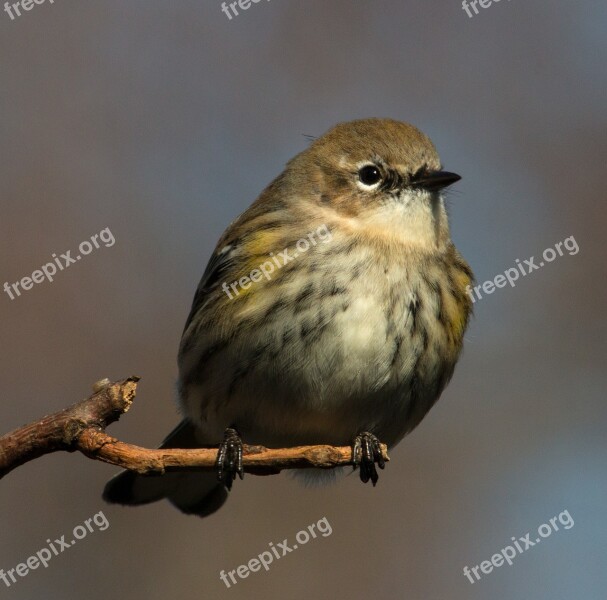 Yellow-rumped Warbler Bird Small Warbler Setophaga Coronata