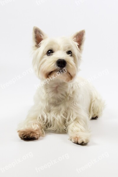 West Highland Terrier Westie West Highland White Terrier Terrier Dog