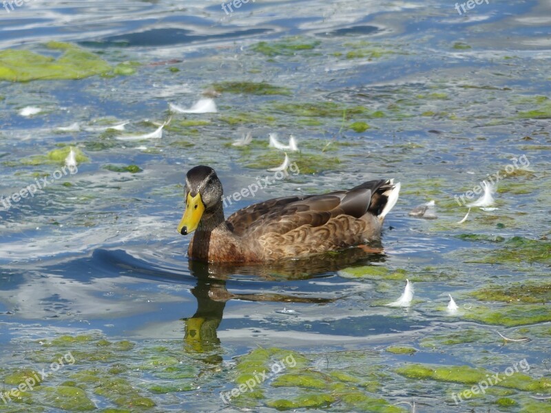 Duck Water Bird Feather Animal Seaweed